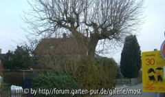 Garten 1.jpg