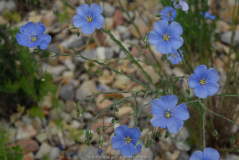 Linum perrenne
