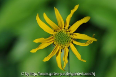 Cremanthodium sagittifolia