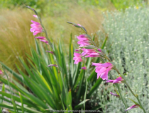 Gladiolus communis 2