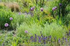 Einige einsame Allium im blaúen Kiesbeet
