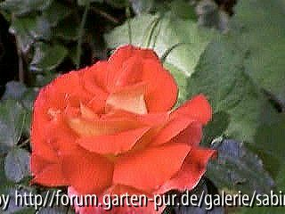 Gebrüder Grimm