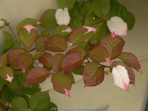 Actinidia kolomikta