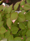 Actinidia kolomikta