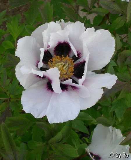 P. rockii 2010