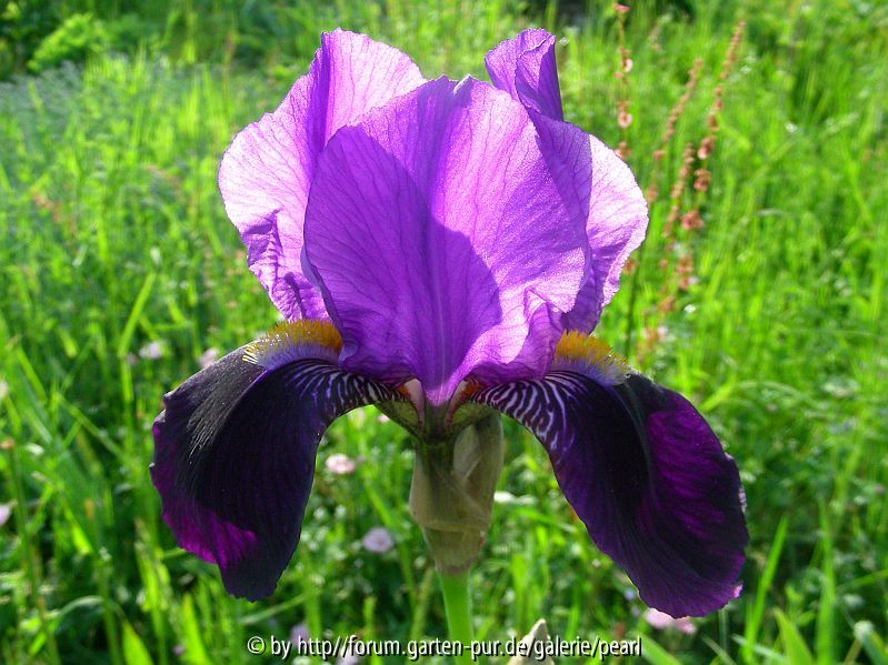 Iris cengialti vielleicht pallida subsp_ illyrica