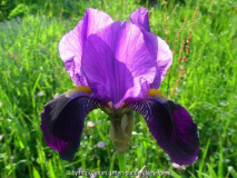 Iris cengialti vielleicht pallida subsp_ illyrica