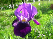 Iris cengialti vielleicht pallida subsp_ illyrica