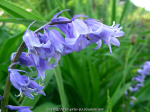 Hyacinthoides non-scripta mit I