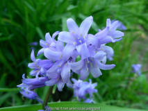 Hyacinthoides non-scripta Antheren