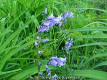 Hyacinthoides non-scripta 2 3 4