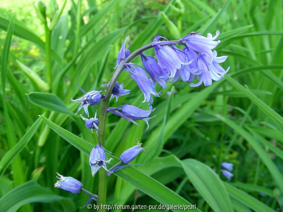 Hyacinthoides non scripta 1