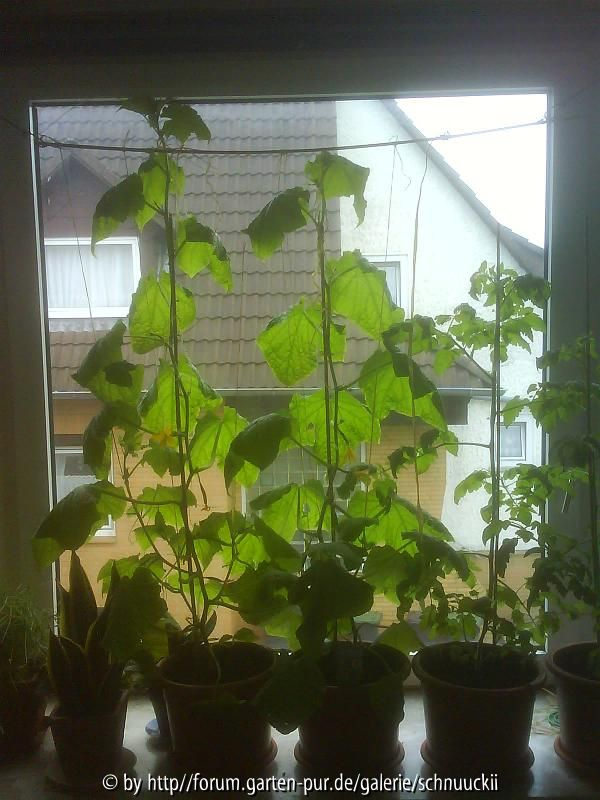 Meine 2 Gurkenpflanzen und 2 Tomatenpflanzen; am 22.05.2010