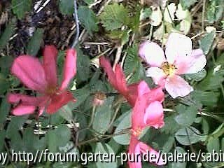Mutabilis