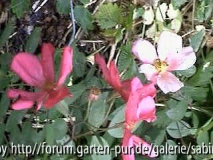 Mutabilis