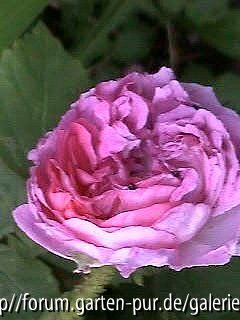 R. musc. Malvina