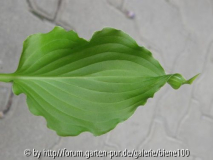 Stirfry Blatt.jpg