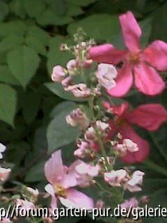Mutabilis