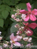 Mutabilis