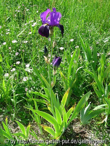 Iris pallida subsp_ illyrica [Simon] Pflanze