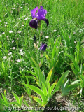 Iris pallida subsp_ illyrica [Simon] Pflanze