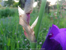 Iris pallida subsp_ illyrica [Simon] Hül