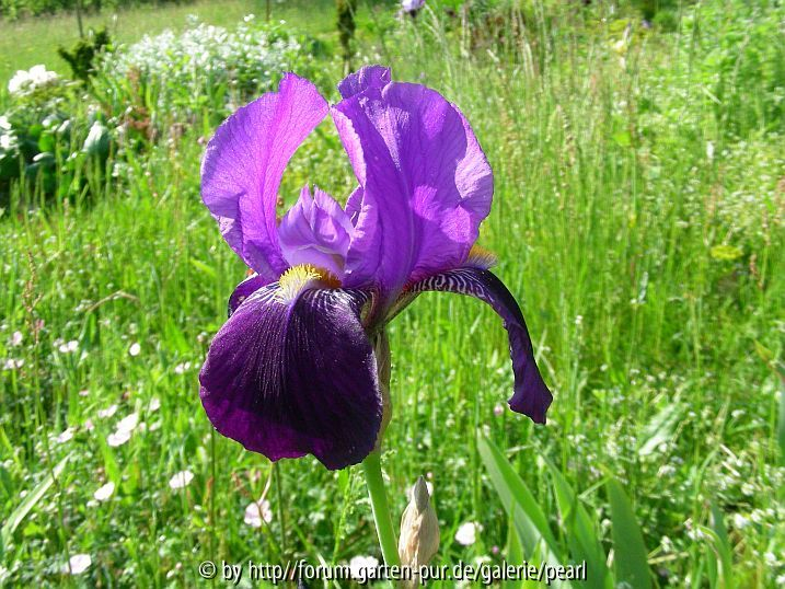 Iris pallida subsp_ illyrica [Simon] Blüte