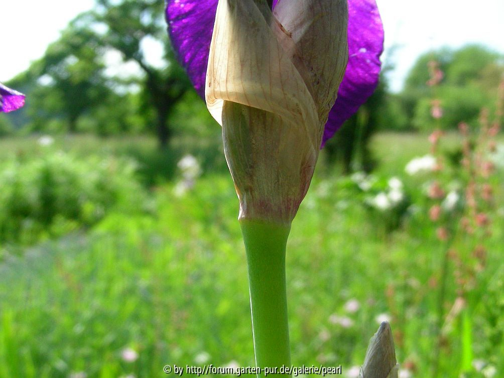 Iris pallida subsp illyrica Hüllblatt mit violetter Linie