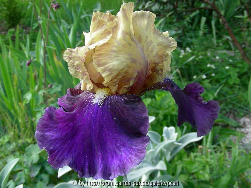 Boysenberry Buttercup 1997 Lauer
