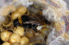 Keusche Schmarotzerhummel Nest
