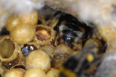 Keusche Schmarotzerhummel Hinterleib
