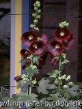 Alcea Nigra