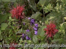 Monarden