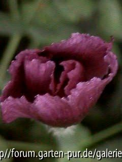 schwarzroter Mohn
