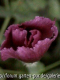 schwarzroter Mohn