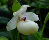 Cypripedium flavum