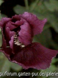 schwarzroter Mohn