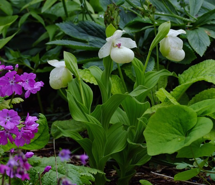 Cypripedium flavum