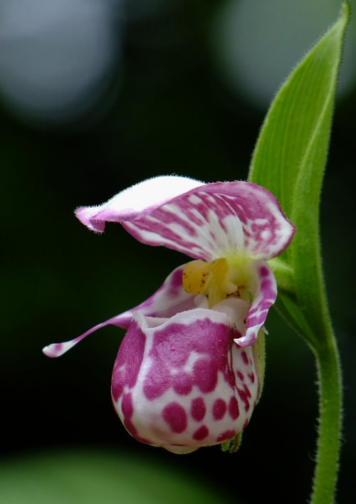 Cypripedium guttatum