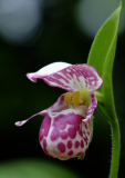 Cypripedium guttatum