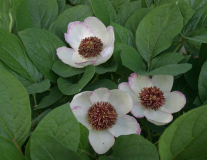 Paeonia obovata II