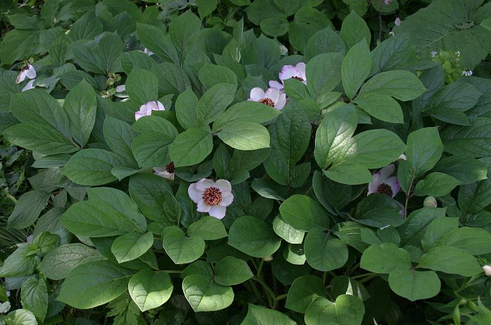 Paeonia obovata II