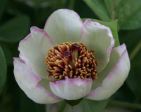 Paeonia obovata