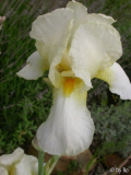 Gudrun 2010
