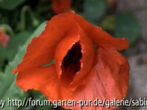 roter einj. Mohn