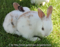 Kaninchen draussen 2.jpg