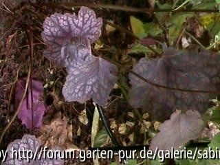 Heuchera mic. Velvet Night