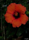 Nit