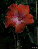 Moorea Rita