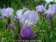 Iris Neglecta [Stuttgart]